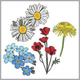 Meadow Flowers Stock Illustrations Vectors   Clipart    10573