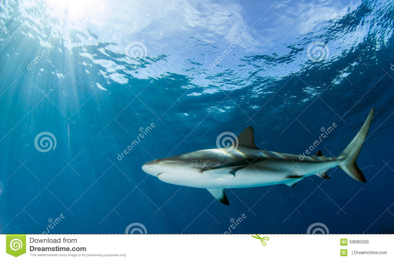 Picture Shows A Reef Shark And Several Lemon Sharks At Tigerbeach