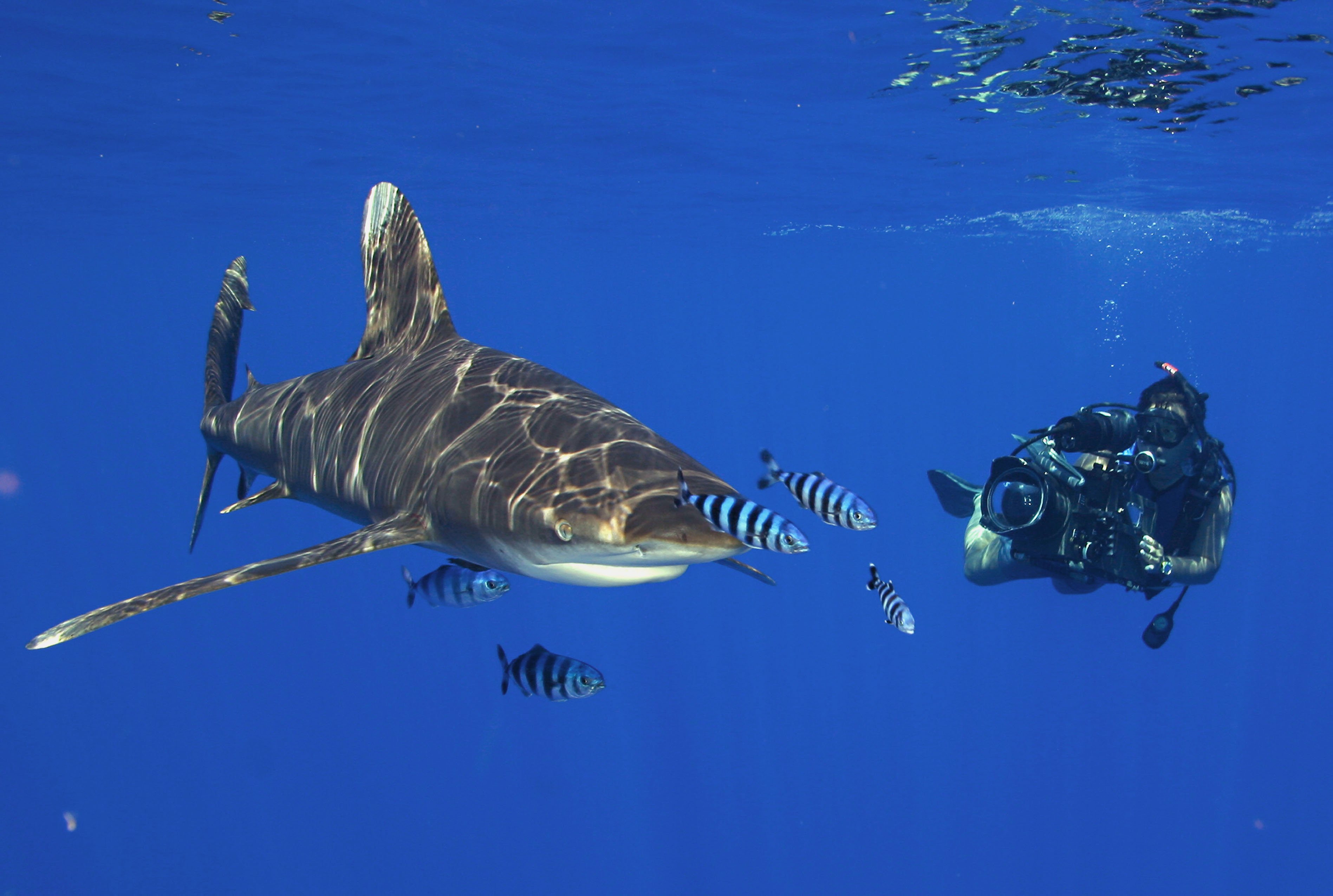 Scuba Diving Diver Ocean Sea Underwater Shark Wallpaper Background