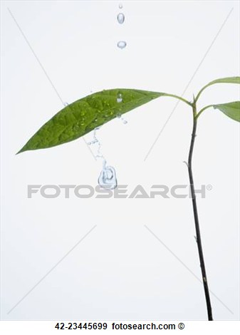 Stock Photograph   Water Drops On Avocado Tree Leaves  Fotosearch