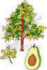 Tree Clipart Clip Art Illustrations Images Graphics And Fruit Tree