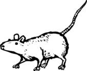 Rat Clipart Black And White   Clipart Panda   Free Clipart Images