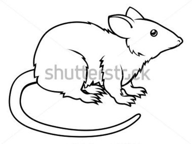 Wildlife   An Illustration Of A Stylised Rat Perhaps A Rat Tattoo