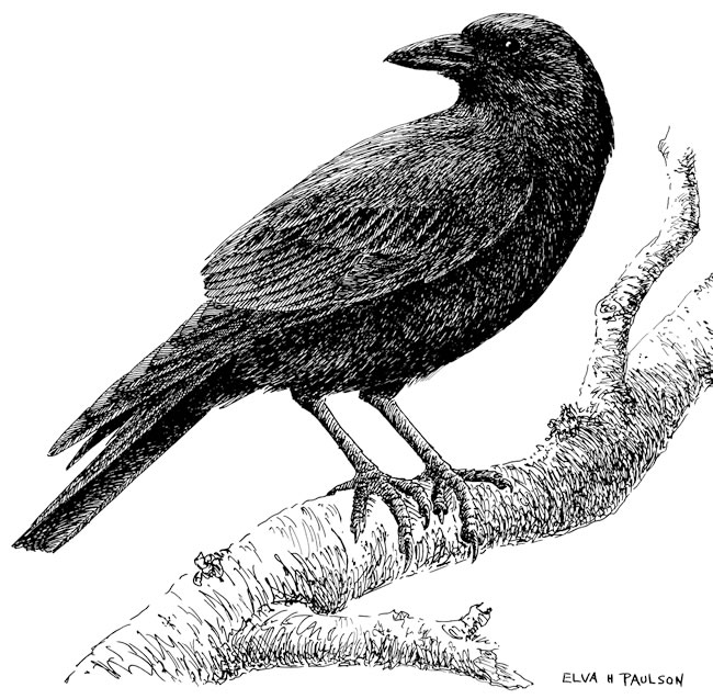 Bird Sitting In Nest Drawing Crows   Living With Wildlife Washington