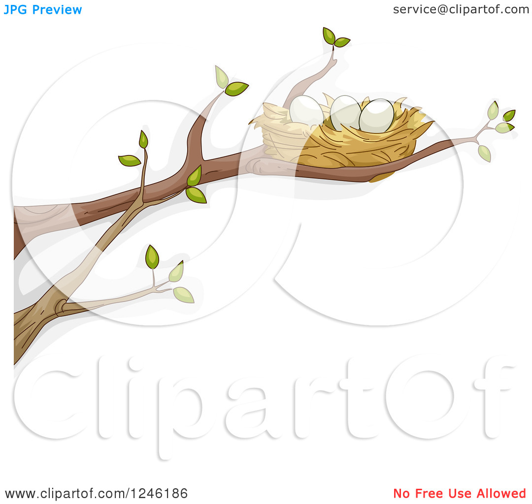 Clipart Of A Bird Nest With Eggs On A Tree Branch   Royalty Free