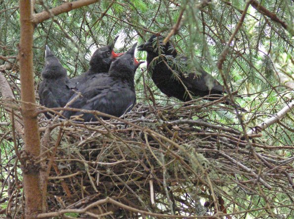 Crow Bird Nest Northwestern Crow Nest With