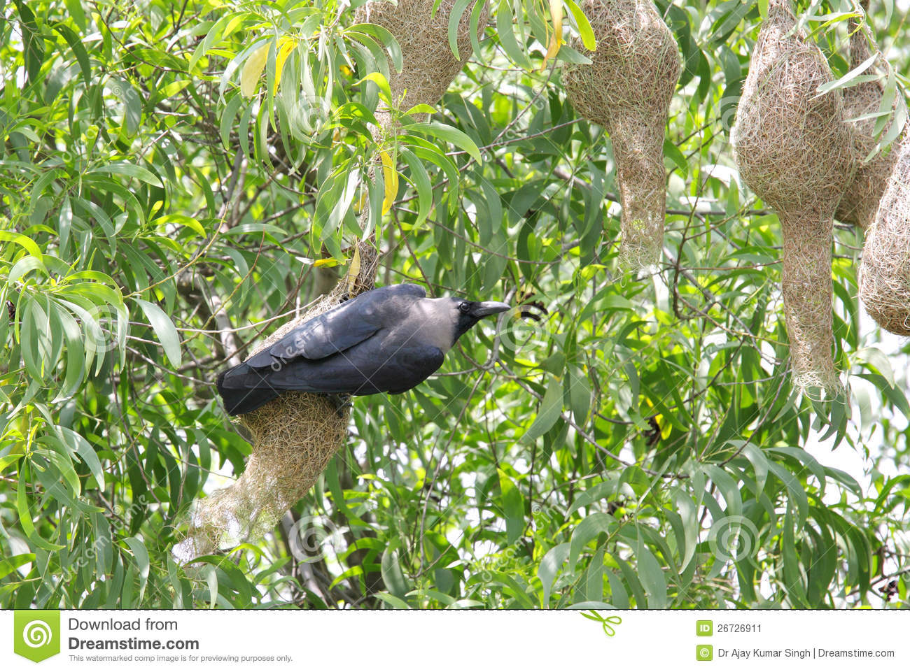 Crow Bird Nest To Weaver Bird Nests