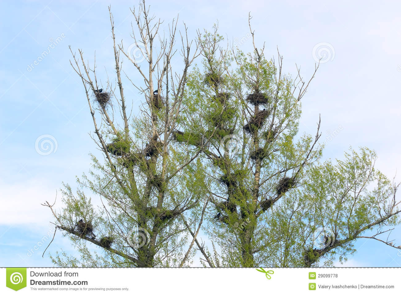 Crows Nest Royalty Free Stock Photos   Image  29099778