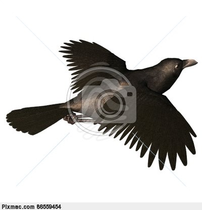 Flying Crow Clipart