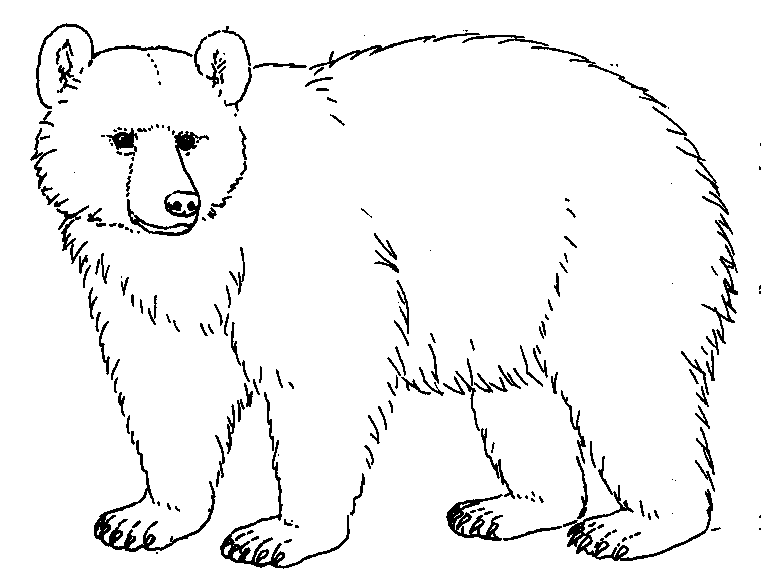 Brown Bear Clipart Black And White Bear Drawings Worksheet Guide    