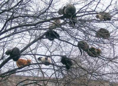 Lots Of Cats In A Tree