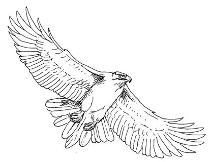 Amazing Flying Hawk Outline Tattoo Design