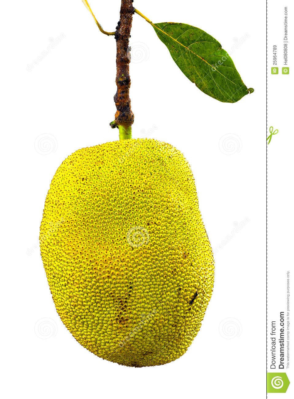 Jackfruit Royalty Free Stock Images   Image  25964789