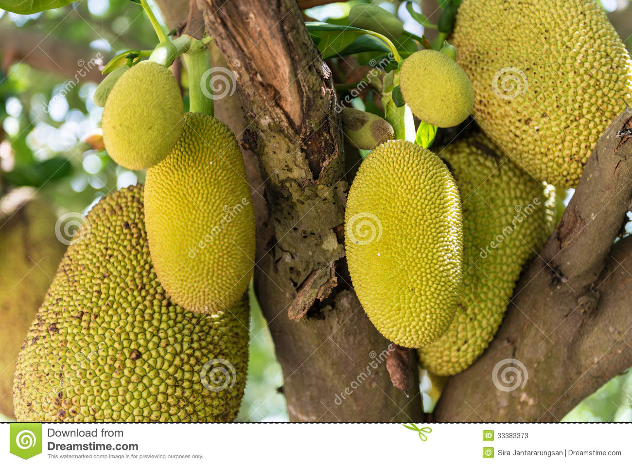 Jackfruit Stock Photos   Image  33383373