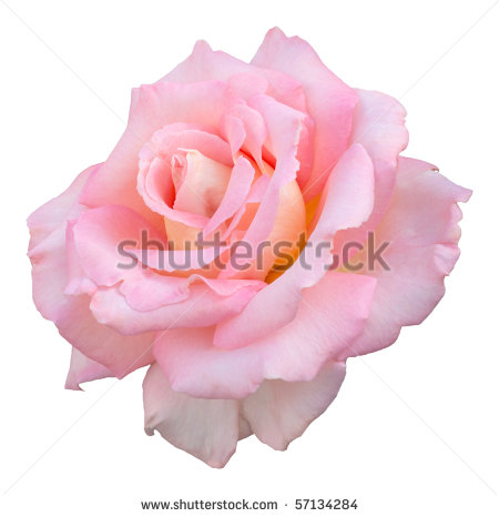 Pink Tea Rose Clipart A Fragrant Pale Pink Flower