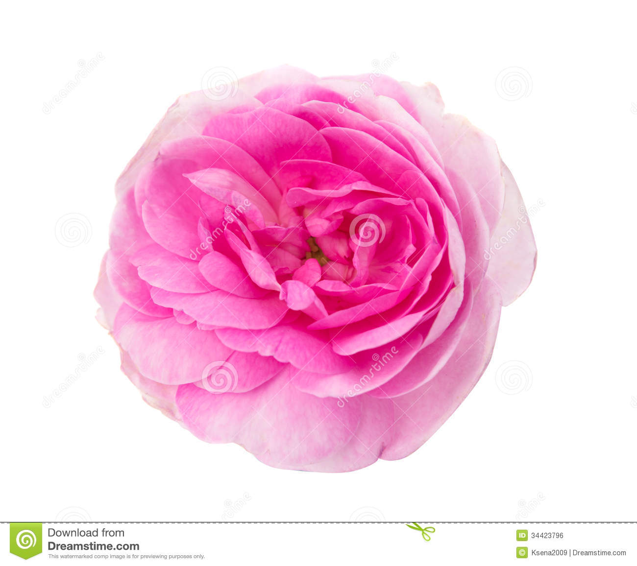 Pink Tea Rose Royalty Free Stock Image   Image  34423796