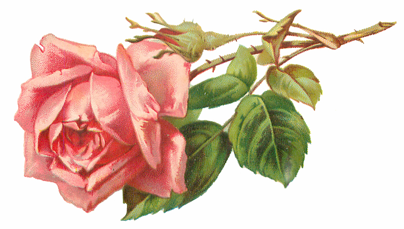 Single Pink Rose Vintage Clip Art Image