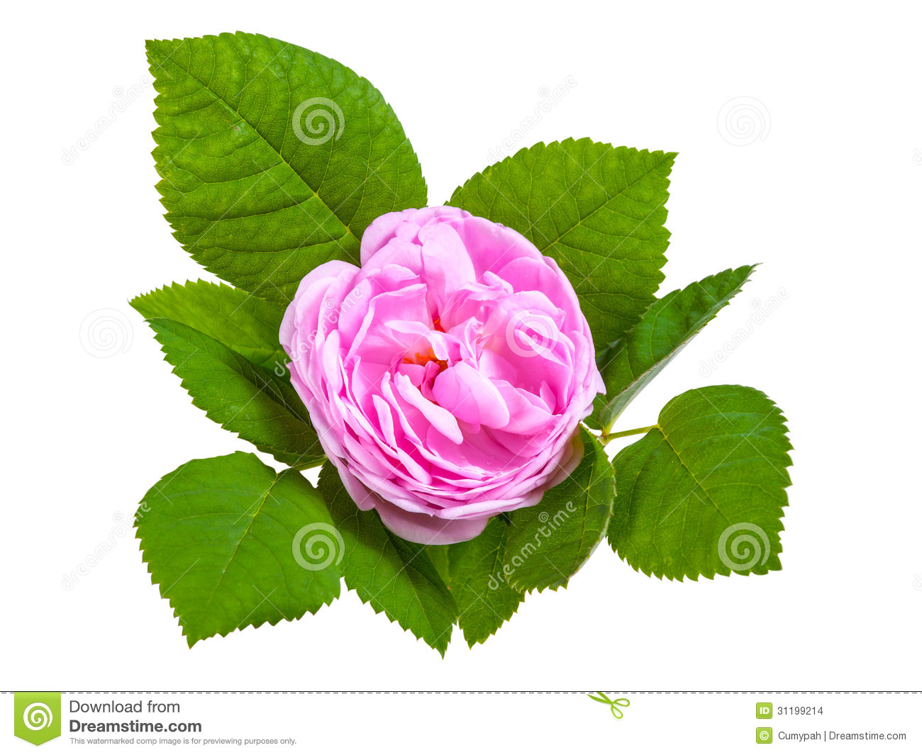Tea Rose Pink Flowers With Leaves Isolated On White Backround