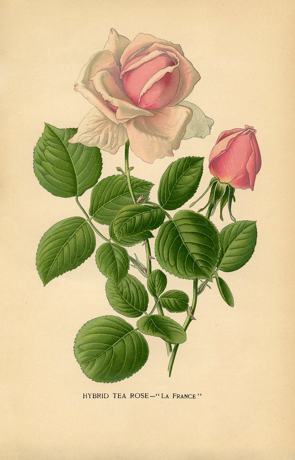 Vintage Flower Pink Roses Rose Tea Botanical Prints Vintage Pink