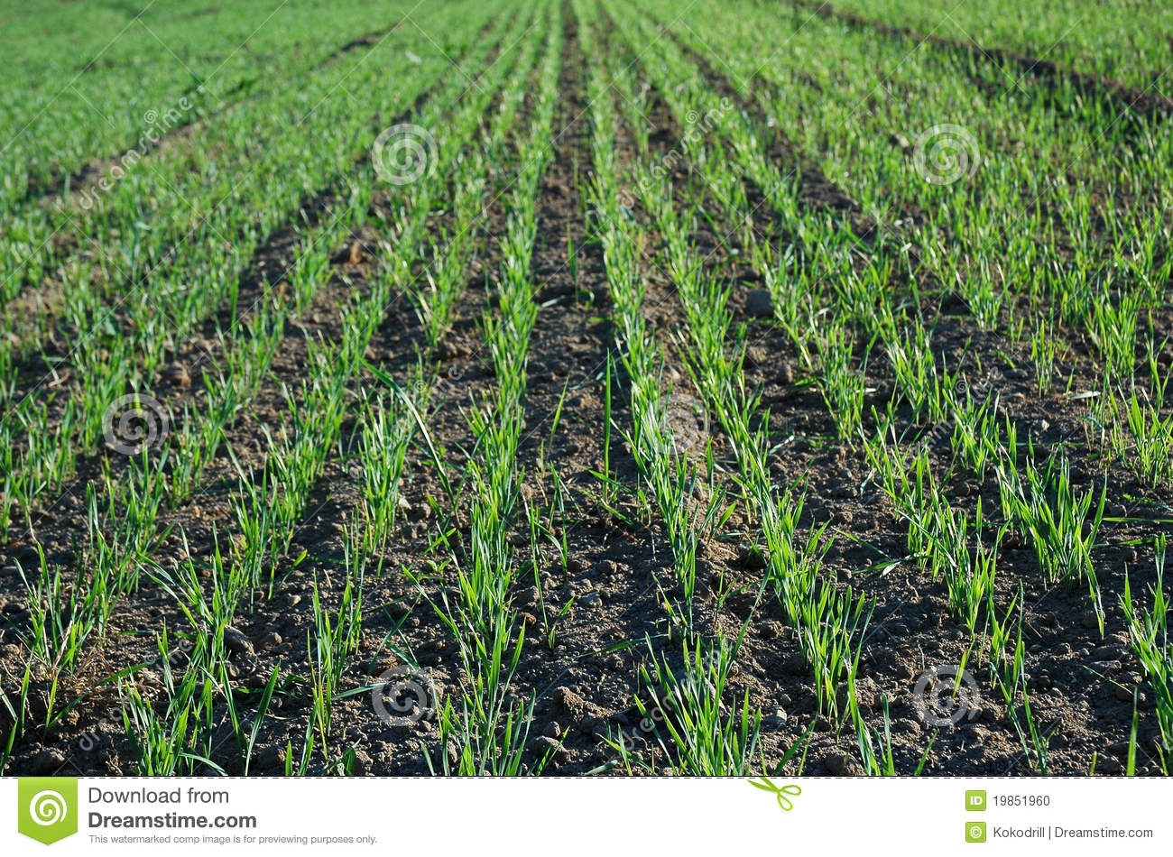 Farm Crops Landscape Photo Stock Photo   Image  19851960