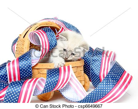 Picture Of Cute Kitten With Fourth Of July Decorations   Cute Baby    