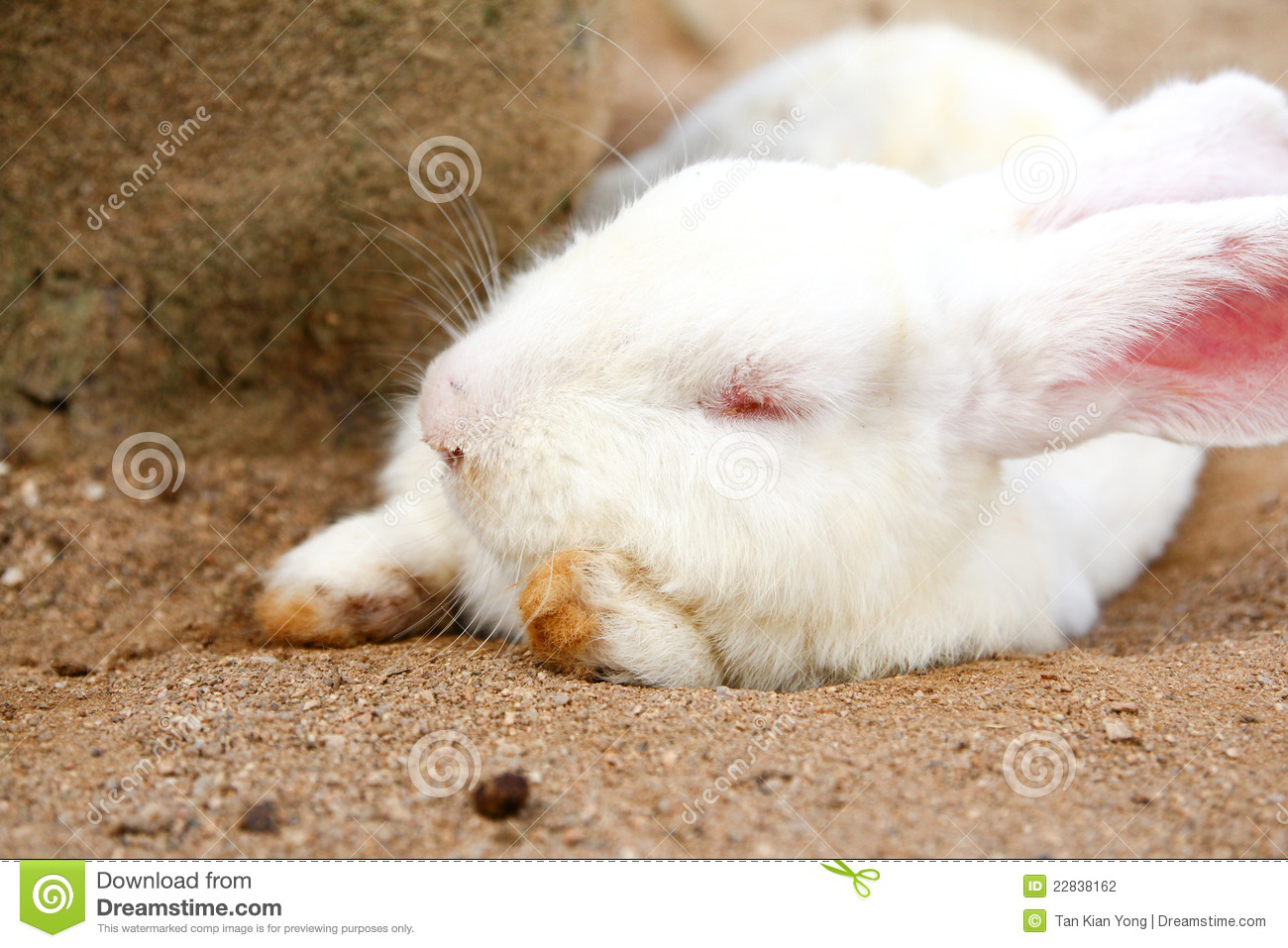Sleeping Rabbit Stock Photography   Image  22838162