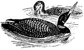 Birds Great Northern Loon   Clipart Graphic