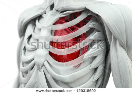 Bone Structure Stock Photos Illustrations And Vector Art