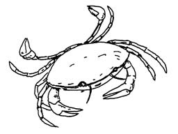 Clipart   Wallpaper  Sea Clipart   Crab