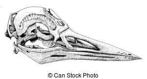 Common Loon   Gavia Immer   Skull