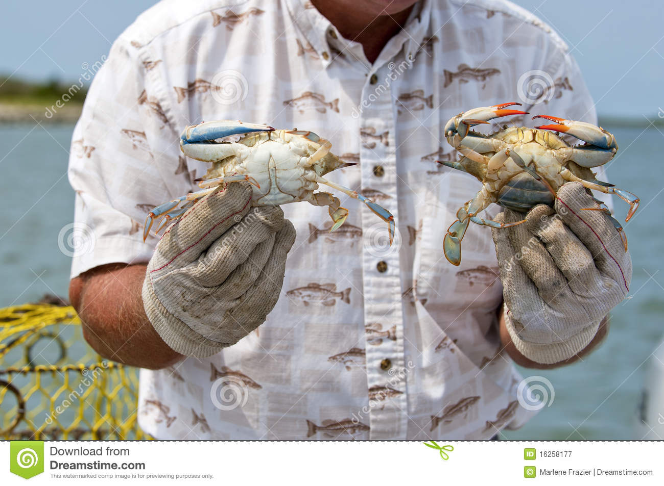 Crab Fisherman Holding His Catch  Royalty Free Stock Photography
