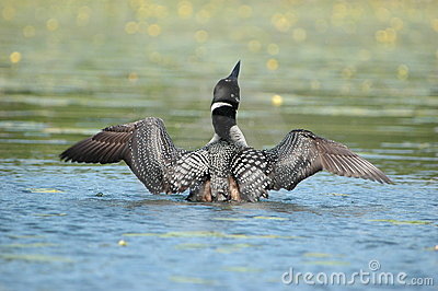 Crazy As A Loon Stock Photography   Image  2008292