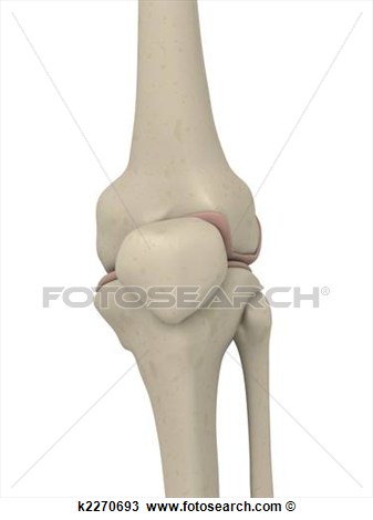 Drawing Of Skeletal Knee K2270693   Search Clipart Illustration Fine