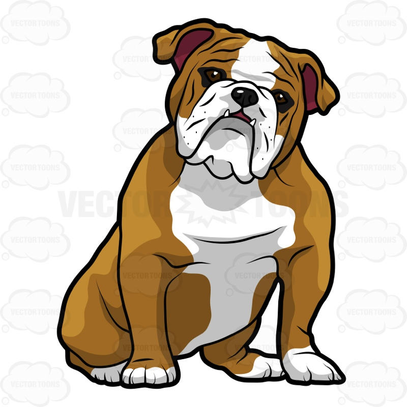 English Bulldog Sitting With Its Head Tilted To The Right   Vector