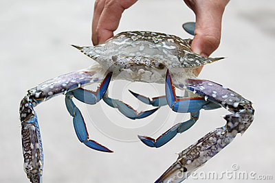 Fisherman Is Holding Live Marine Crab In Hand