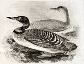 Great Northern Loon   Clipart Graphic