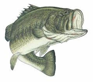 Largemouth Bass Clip Art   Bass Fish Coloring Pages   Crappie Clip