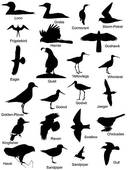 Loon Clipart Vector Graphics  14 Loon Eps Clip Art Vector And Stock