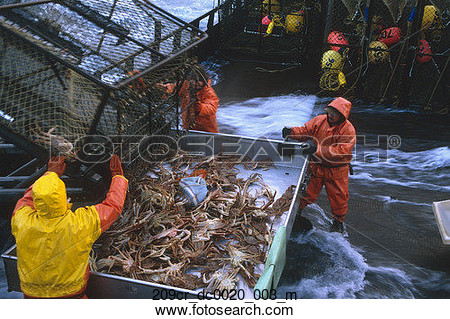 Of Fisherman Unloads Crab Pots On Deck Bering Sea Sw Ak  Nopilio Crab    