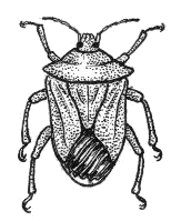 Share Stink Bug Clipart With You Friends