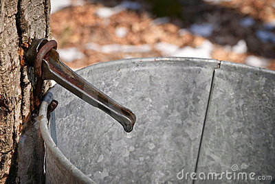Closeup Of Sap Dripping From Maple Tree Into A Pail 