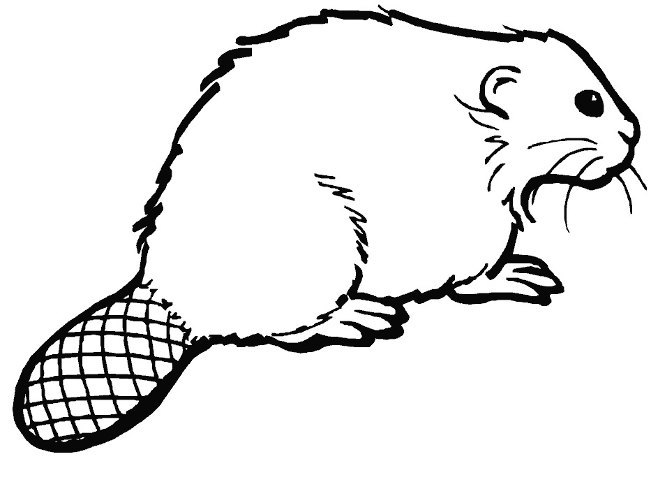 Coloring Pages   Beaver Coloring Pages