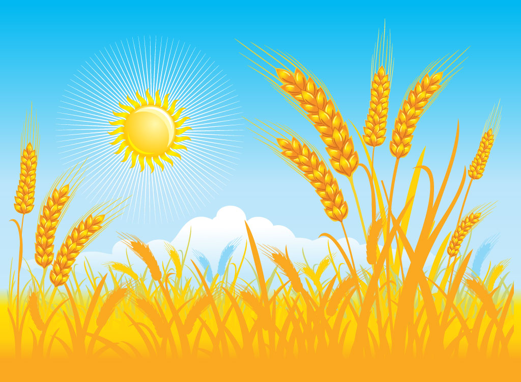 Field Of Wheat Clipart
