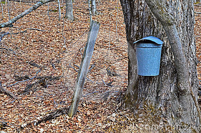 Maple Tree With A Sap Bucket Royalty Free Stock Photos   Image    
