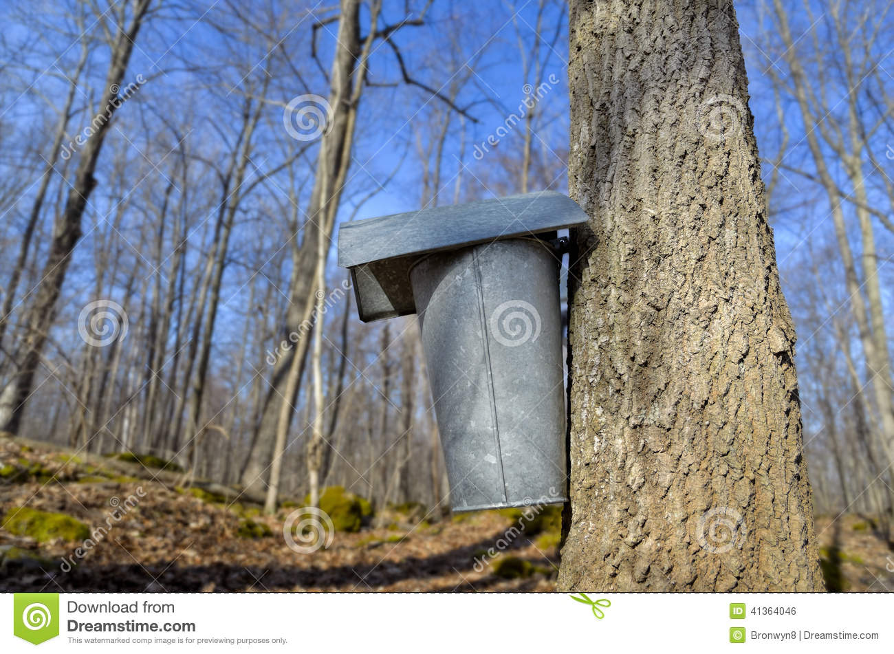 Sap Bucket On Tree Stock Photo   Image  41364046