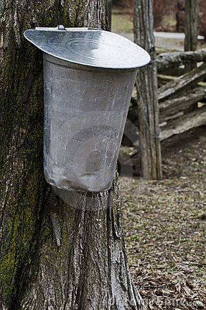 Sap Buckets Hangs From Sugar Maple Tree In Early Spring With Split    