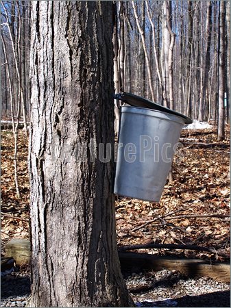 Sap Clipart Pics Of Maple Sap Bucket