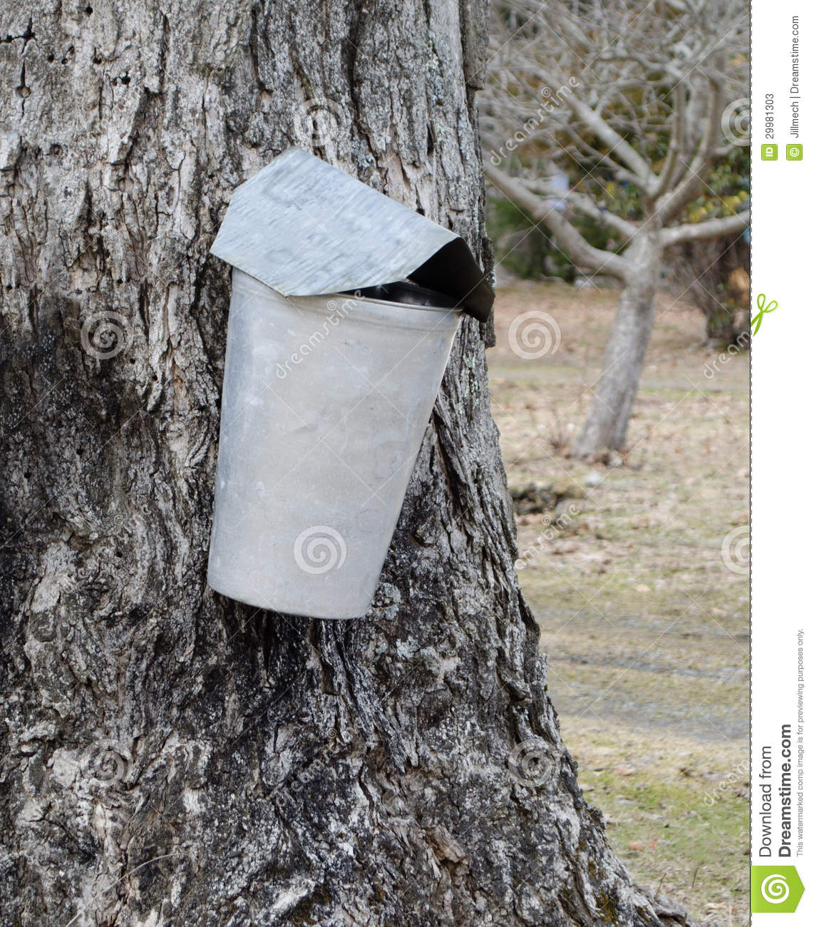 Single Maple Tree Sap Metal Collection Container With Cover 