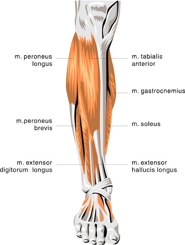 Anatomy Of Leg Muscles