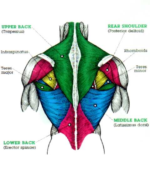 Back Muscles Back Muscle Diagram   Muscleblitz Com